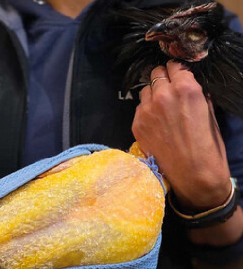 Les volailles fermières 