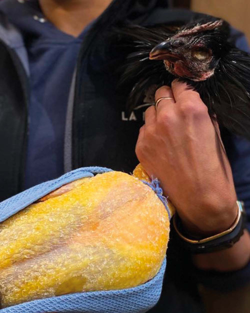 Chapon fermier Noir d'Astarac Bigorre - effilé torchonné